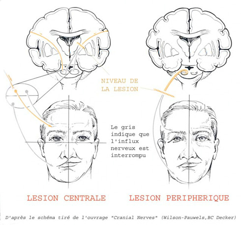 mitología semanal lago Le nerf facial